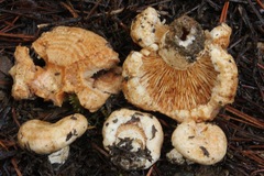 Lactarius subvillosus