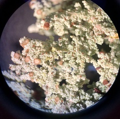 Stereocaulon