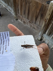 Melanoplus differentialis