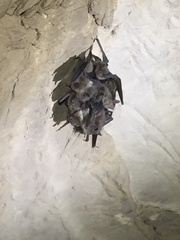 Myotis grisescens