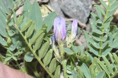 Astragalus agrestis
