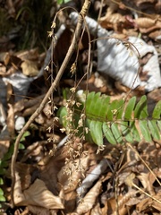 Xanthorhiza simplicissima