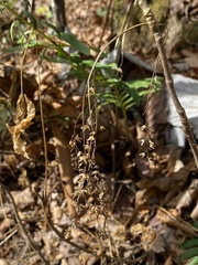 Xanthorhiza simplicissima