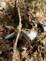 Xanthorhiza simplicissima