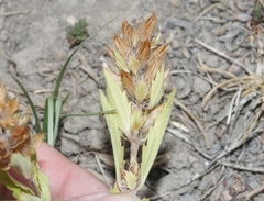 Dracocephalum parviflorum