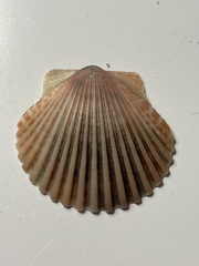 Argopecten