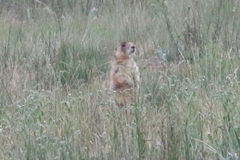 Cynomys parvidens