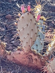 Opuntia phaeacantha