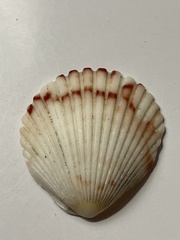 Argopecten