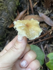 Pseudosperma sororium