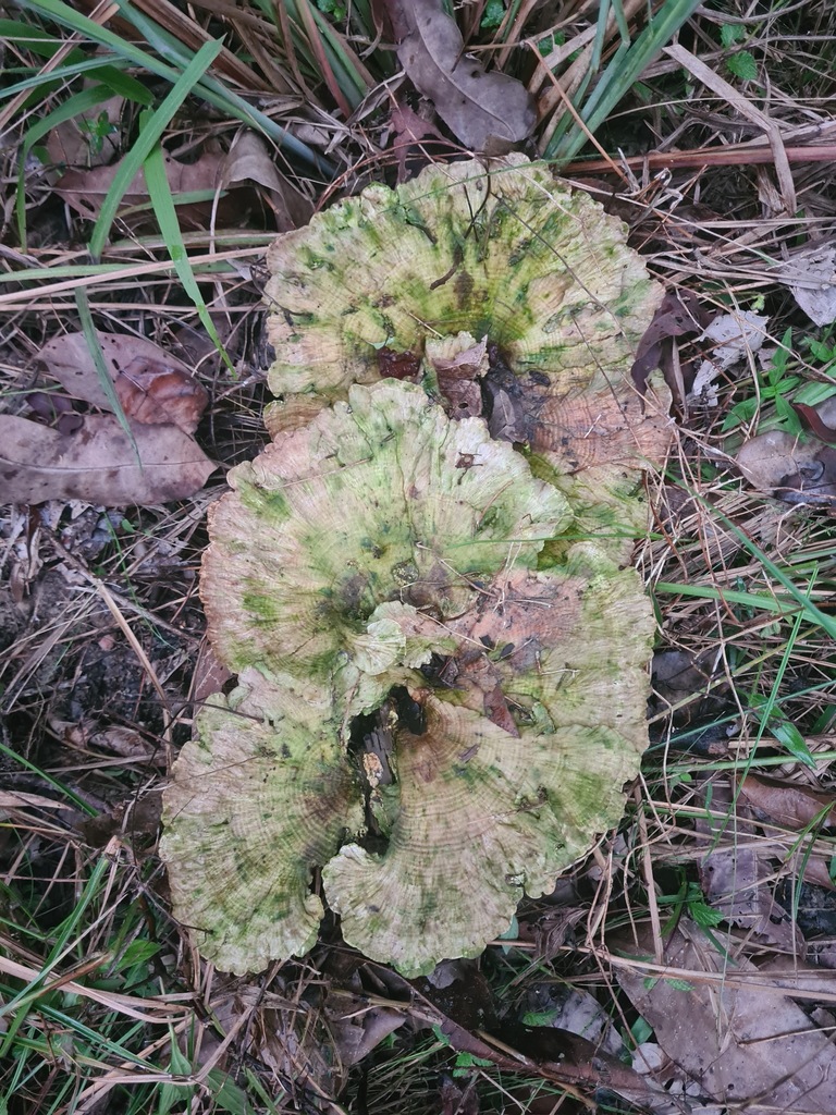 Cymatoderma elegans · November 2022 · photo: © soetjipto (iNaturalist, cc0)