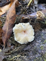 Pseudosperma sororium