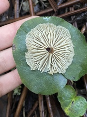 Pseudosperma sororium