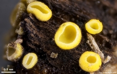 Chlorosplenium chlora