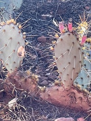 Opuntia phaeacantha