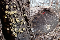 Chlorosplenium chlora