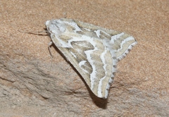 Plataea trilinearia