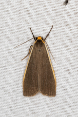 Palaeosia bicosta
