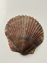 Argopecten