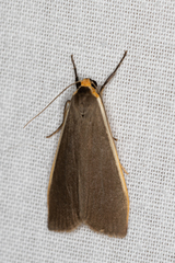 Palaeosia bicosta