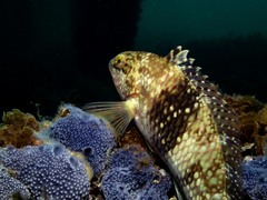 Notolabrus tetricus