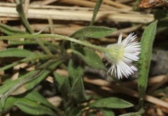 Erigeron pumilus