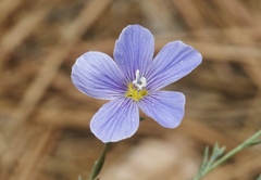 Linum lewisii