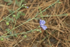 Linum lewisii