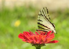 Protesilaus telesilaus