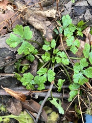 Ranunculus sceleratus