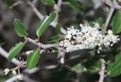 Ceanothus fendleri