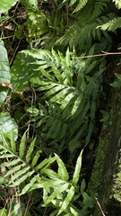 Leptochilus ellipticus