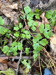 Ranunculus sceleratus