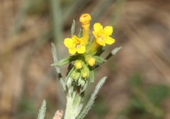 Lithospermum multiflorum