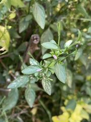 Dicliptera peduncularis