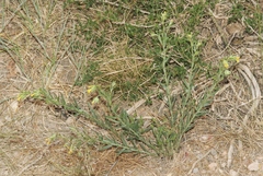 Lithospermum multiflorum