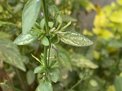 Dicliptera peduncularis