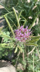 Polanisia dodecandra