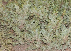 Juniperus communis depressa