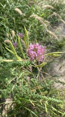 Polanisia dodecandra