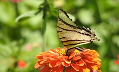 Protesilaus telesilaus