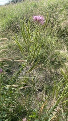 Polanisia dodecandra