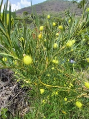 Gomphocarpus physocarpus