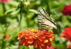 Protesilaus telesilaus