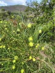 Gomphocarpus physocarpus