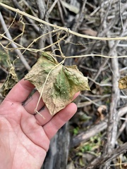 Menispermum canadense