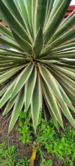Agave angustifolia