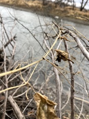 Menispermum canadense