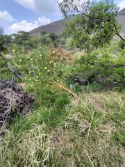 Gomphocarpus physocarpus