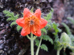 Caiophora chuquitensis